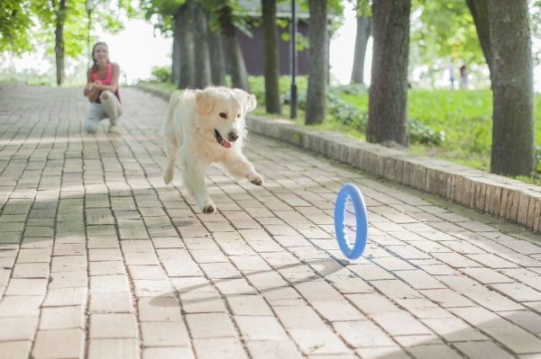 Игрушка для собак PitchDog кольцо для апортировки d 28 см голубое