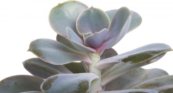 Рослина Ехверія 9х15 см