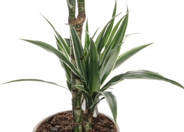 Рослина драцена лемон лайм 2 стовбури 17/65