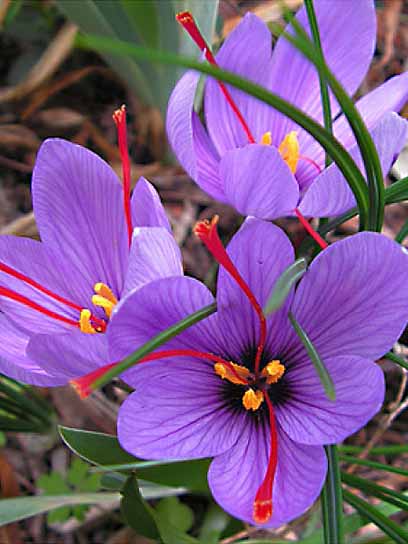 Клубнелуковица шафрана Сативус 4 шт. 