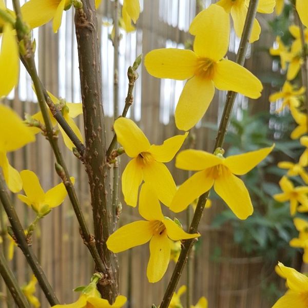 Растение Форзиция/Forsythia int. Week-End С2, H 20-40