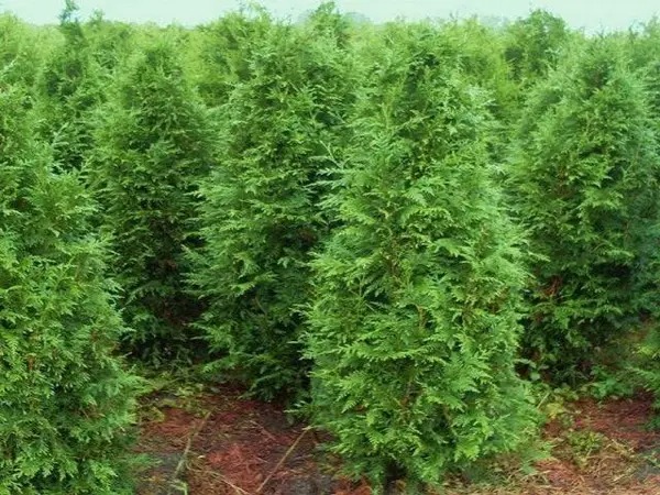 Растение Туя складчатая Эксцельса/Thuja pl. 'Excelsa' С7,5/Н60-80