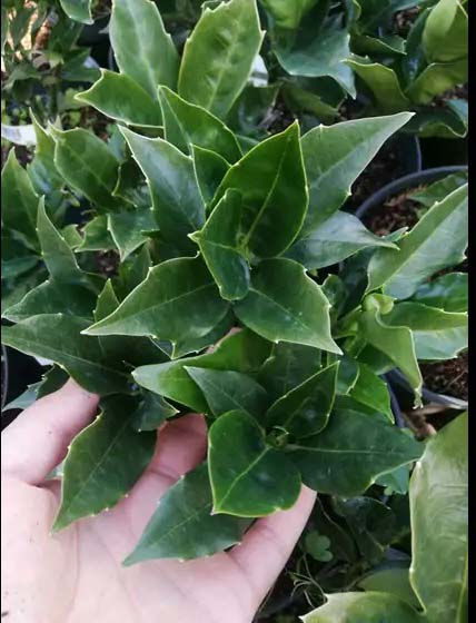 Растение Аукуба Японская Розание/Aucuba jap. 'Rozannie' С3/Н 20-30