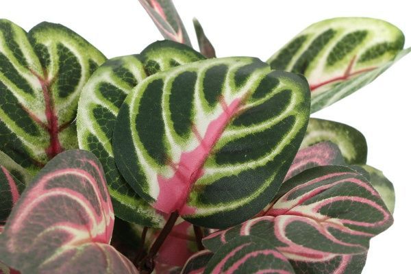 Цветочная композиция искусственная Аглаонема розово-зеленая PFC(NL)-717C