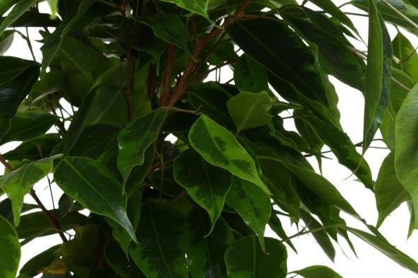 Растение Фикус бенжамина микс 17/75