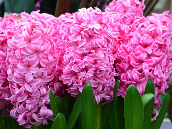 Луковица гиацинта Pink Pearl 1 шт. 