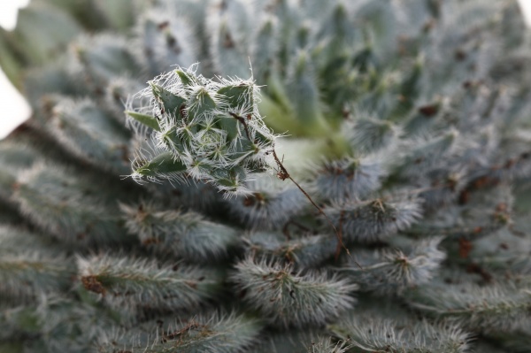 Рослина кімнатна Ехеверія мікс 10х15 см