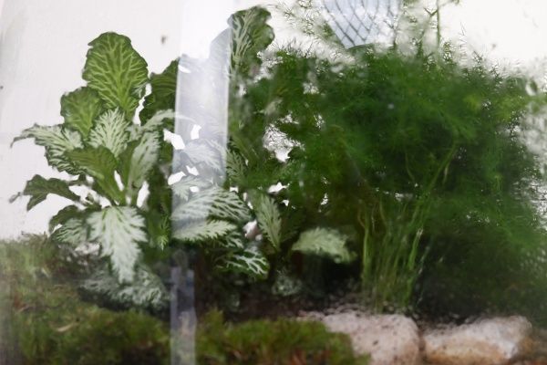 Рослина декоративна Тераріум у пляшці 19/20