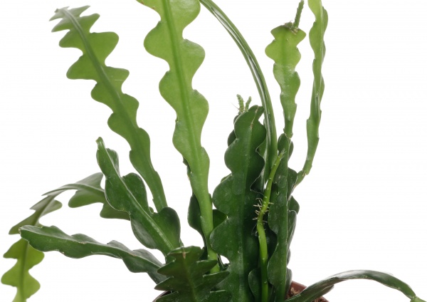 Растение Епифилум 09/15