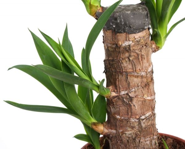 Растение Юкка 11x45 см