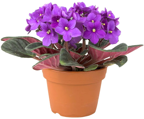 Растение комнатное Сенполия d12 h20