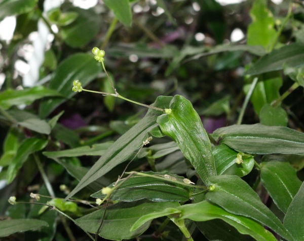 Растение традесканция d20