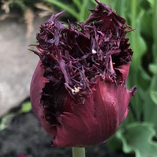 Луковица Яскрава Тюльпан бахромчатый Black Jewel 3 шт. 