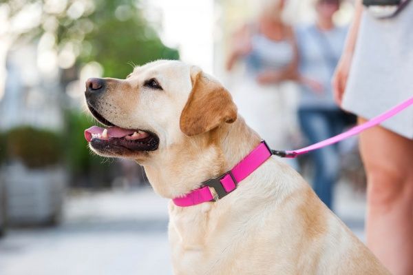 Ошейник WAUDOG Waterproof водостойкий 2,5х35-70 см розовый