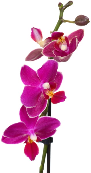 Рослина Фаленопсіс міні мікс 6/20