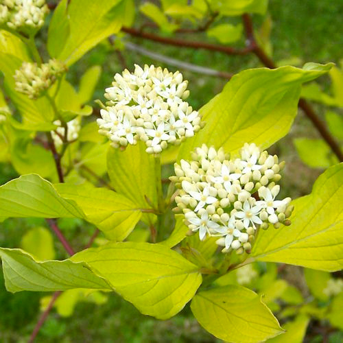 Саженец Дерен белый Aurea (V21-F21 60-70 С5)