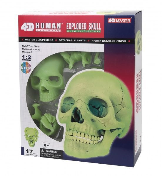 Об’ємна анатомічна модель 4D Master Череп людини що світиться FM-626113