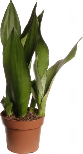 Рослина Сансевьера Moonshine 17/70