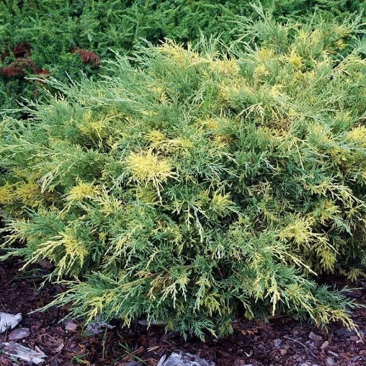 Растение Можжевельник средний Блу Голд С3 D20-25