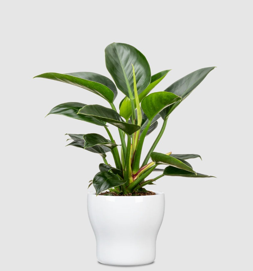 Кашпо кераміка FunFiesta круглий білий аляска 0,89 л Scheurich (304185)