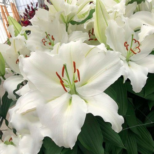 Луковица Яскрава Лилия OT гибрид Appleton 1 шт. 