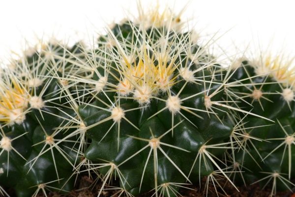 Растение комнатное Кактус микс ø12 h15