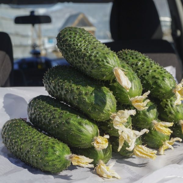 Семена Професійне насіння огурец СВ 4097 ЦВ F1 10 шт. (4820176693839)