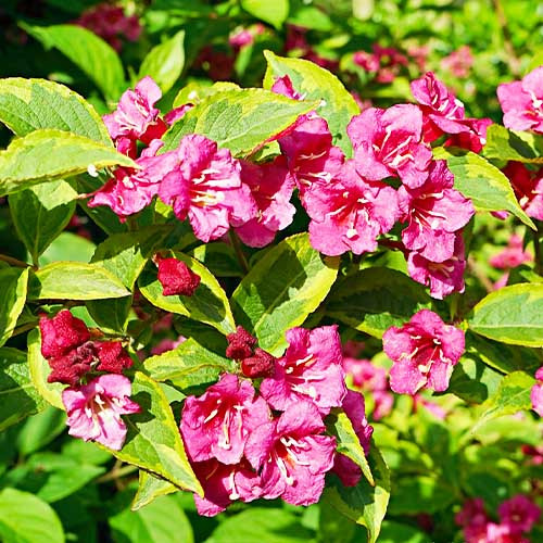 Растение Вейгела Moulin Rouge d 17 h 20