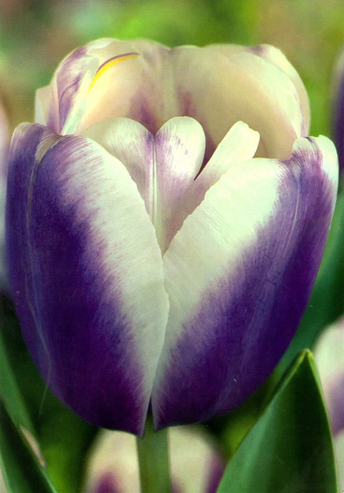 Луковица Яскрава 3 шт. 