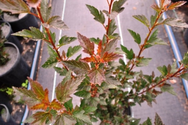 Растение Пузыреплодник С3