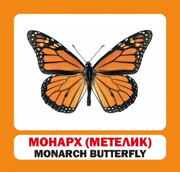 Книга «Навчальний посібник. Комахи. англ-укр»