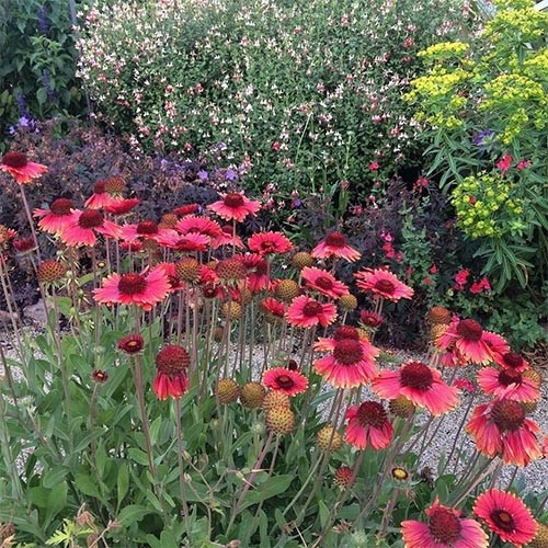 Растение Гайлардия Burgunder