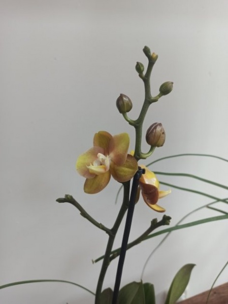 Рослина кімнатна Фаленопсис лас вегас 3рр d12/h40