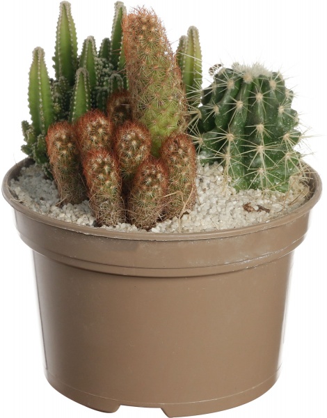 Кактус микс в плошке 13/25