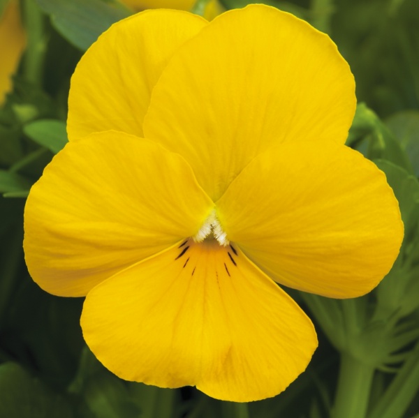 Семена Професійне насіння виола Пенни F1 смесь 10 шт. (4823058202594)