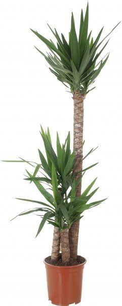 Растение Юкка 3 ствола 27/165