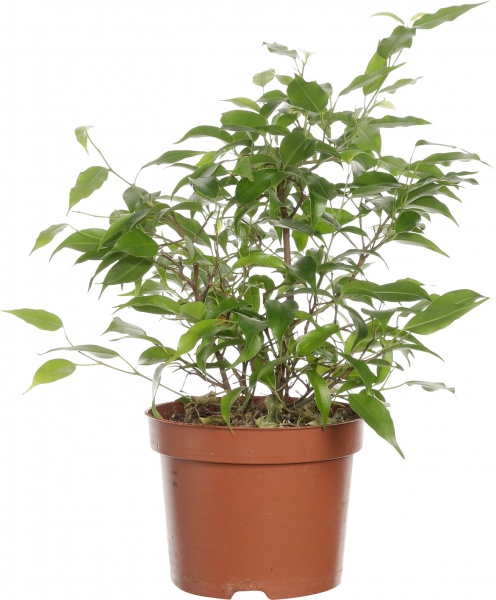 Растение фикус бен зеленый кинки 12/30