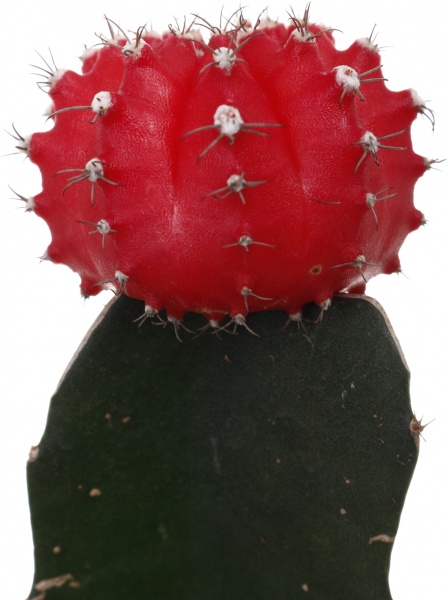 Растение Гимнокальциум микс 5/20