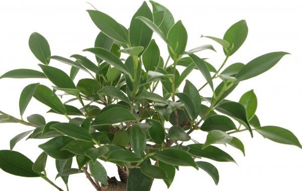 Растение Бонсай микс в плошке 20/30