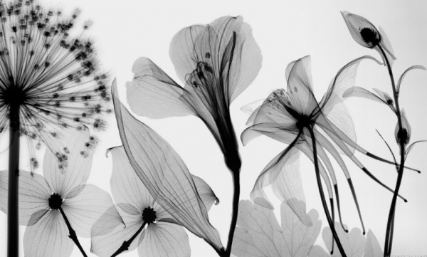 Картина на холсте Black flower (без рамы) 55x80 см ТЕРРАВОЛ 