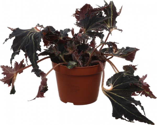 Рослина кімнатна Бегонія рекс 12/20