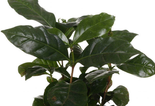 Рослина кімнатна Кава 12/35