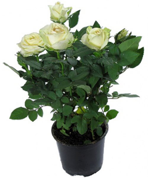 Рослина Троянда Патіо мікс 12/30