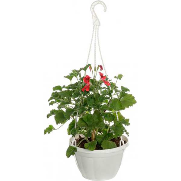 Растение декоративное Пеларгония грандифлора Aристо + Мона Лиза д.20