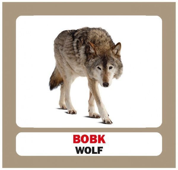 Книга «Навчальний посібник. Лісові тварини. англ-укр»