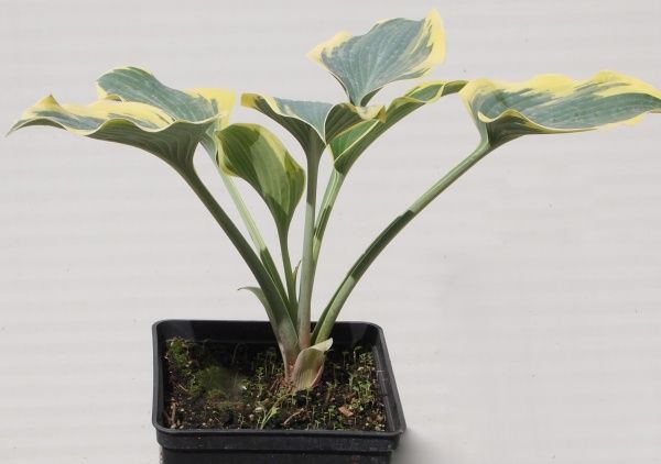 Саджанець хоста First Frost (С3)