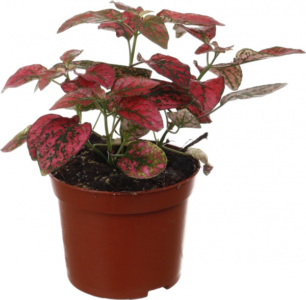 Растение комнатное Фиттония микс 8/10