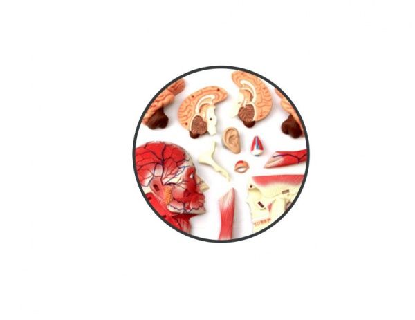 Объемная анатомическая модель 4D Master Голова человека FM-626103