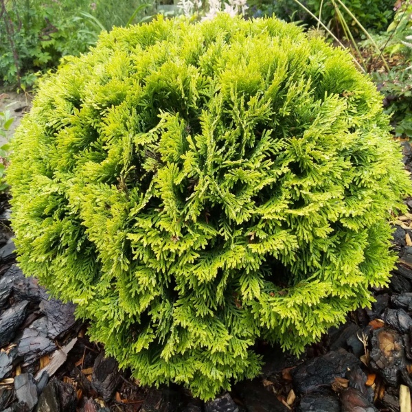 Рослина Туя/ Thuja occidentalis Globosa Aurea С3, D15-20