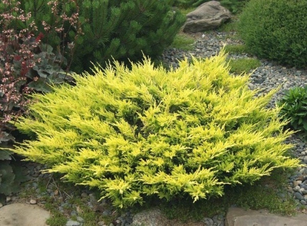 Растение Можжевельник горизонтальный Лаймглоу/Juniperus hor. 'Limeglow' С2/Н10